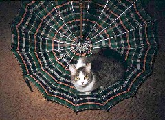 Puffy cat
